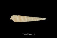 藏品(鍾氏筍螺)的圖片